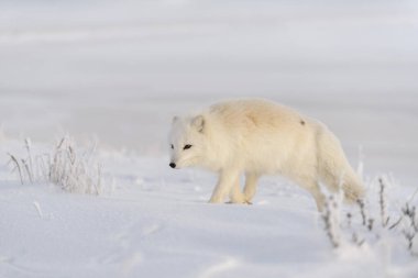 Kışın tundrada vahşi kutup tilkisi (Vulpes Lagopus). Beyaz kutup tilkisi.