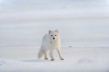 Kışın tundrada vahşi kutup tilkisi (Vulpes Lagopus). Beyaz kutup tilkisi.