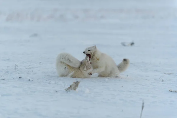 Raposas Árticas Selvagens Lutando Tundra Inverno Raposa Ártica Branca Agressiva — Fotografia de Stock