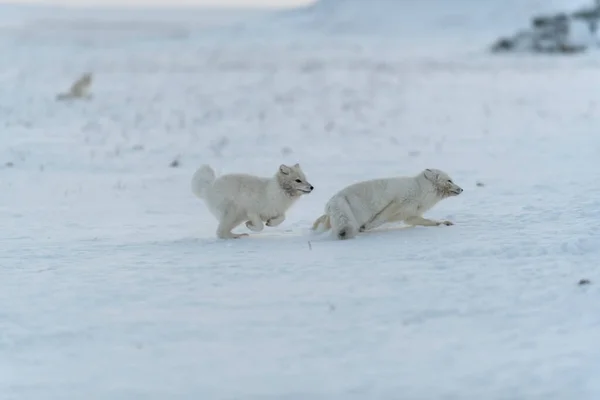 북극의 여우는 겨울에 툰드라에서 싸운다 공격적 — 스톡 사진