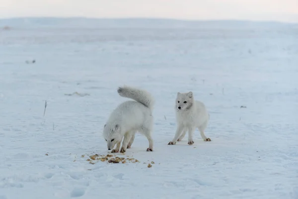 Raposas Árticas Selvagens Comendo Tundra Inverno — Fotografia de Stock