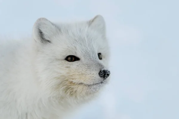 Cabeza Zorro Ártico Salvaje Vulpes Lagopus Zorro Ártico Cerca —  Fotos de Stock