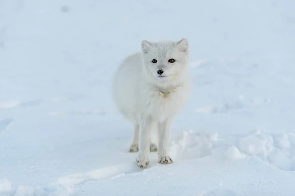 Dziki Lis Arktyczny Plastikiem Szyi Zimowej Tundrze Problem Ekologią Zanieczyszczenie — Zdjęcie stockowe