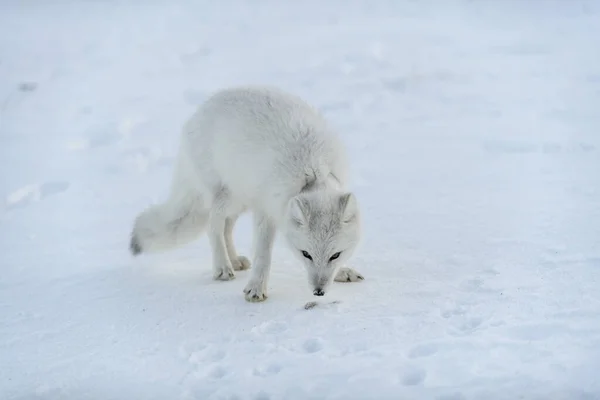 Raposa Ártica Selvagem Com Plástico Seu Pescoço Tundra Inverno Problema — Fotografia de Stock