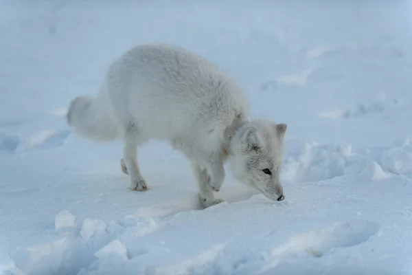 Raposa Ártica Selvagem Com Plástico Seu Pescoço Tundra Inverno Problema — Fotografia de Stock