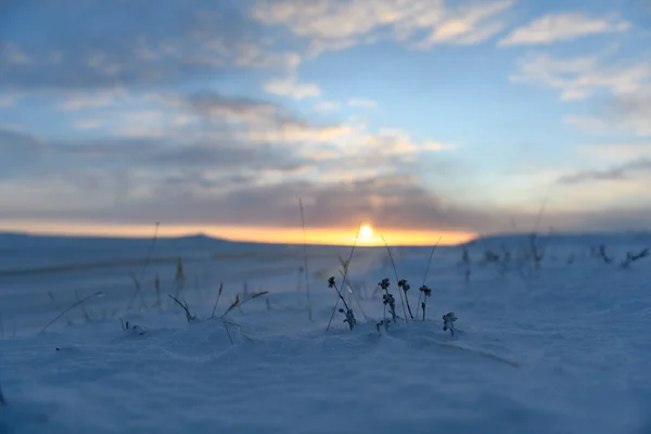 Paisagem Ártica Inverno Grama Com Gelo Neve Tundra Pôr Sol — Fotografia de Stock