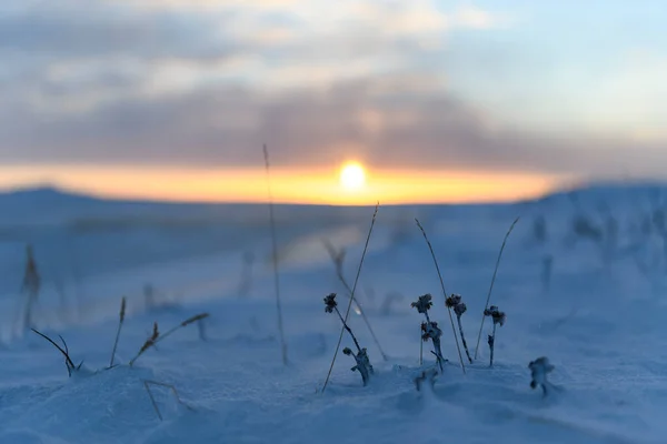 冬季的北极景观 冻土带着冰雪的草地 日落时分 — 图库照片