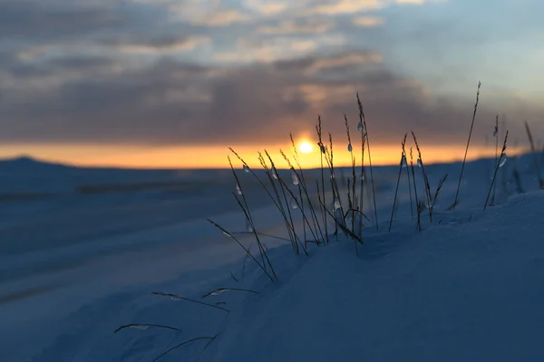 Paisaje Ártico Invierno Hierba Con Hielo Nieve Tundra Puesta Sol — Foto de Stock