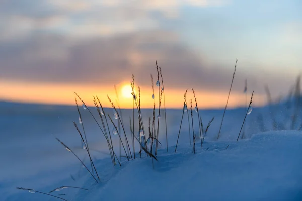 Peisaj Arctic Timpul Iernii Iarbă Gheaţă Zăpadă Tundră Sunset — Fotografie, imagine de stoc