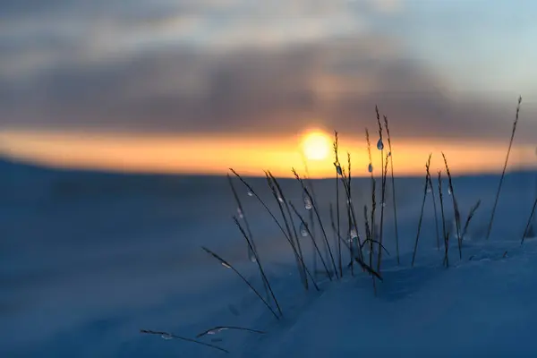 Paisaje Ártico Invierno Hierba Con Hielo Nieve Tundra Puesta Sol — Foto de Stock