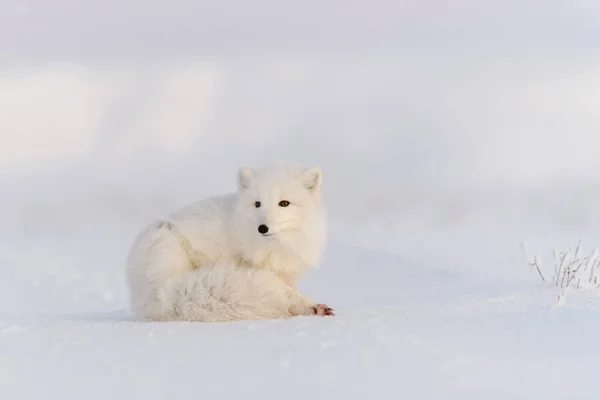 Lis Arktyczny Vulpes Lagopus Dzikiej Tundrze Lis Arktyczny Kłamie Spanie — Zdjęcie stockowe
