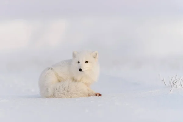 Volpe Artica Vulpes Lagopus Tundra Selvatica Volpe Artica Che Mente — Foto Stock