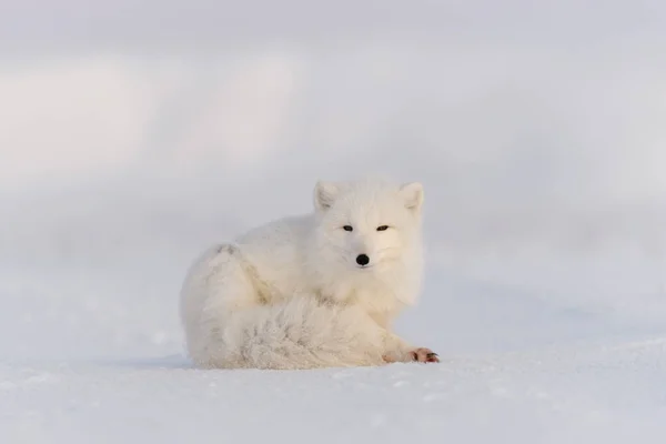 北冰洋狐狸 Vulpes Lagopus 在荒原冻原 北极狐狸撒谎了睡在冻土带里 — 图库照片