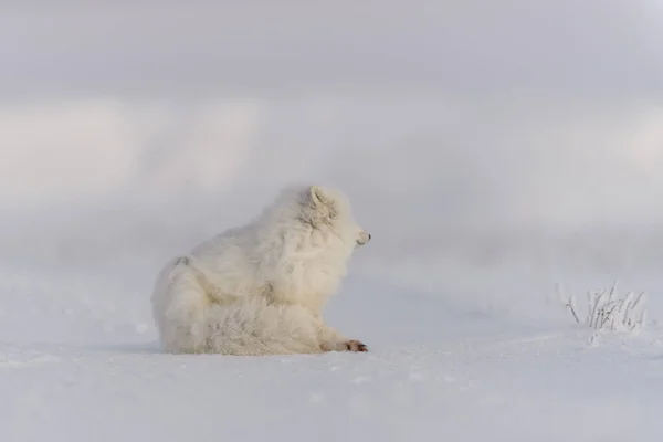 Arctische Vos Vulpes Lagopus Wilde Toendra Arctische Vos Liegt Slapen — Stockfoto