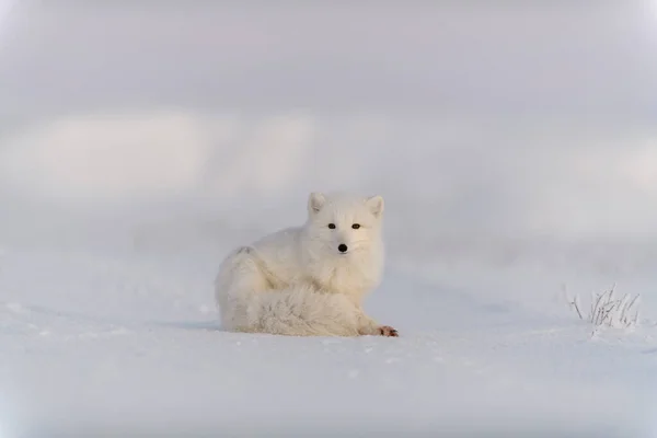 Räv Vulpes Lagopus Vild Tundra Arktisk Räv Ljuger Sova Tundra — Stockfoto