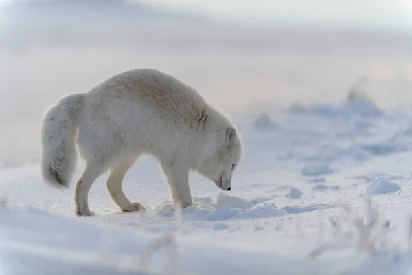 Arktischer Wildfuchs Vulpes Lagopus Der Tundra Winter Weißer Polarfuchs — Stockfoto