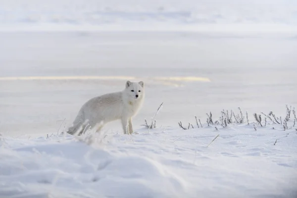 冬時間にツンドラで野生の北極キツネ Vulpes Lagopus 白北極狐 — ストック写真