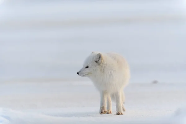 Divoká Arktická Liška Vulpes Lagopus Tundře Zimním Období Bílá Arktická — Stock fotografie