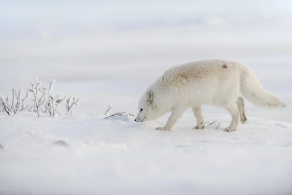 Renard Arctique Sauvage Vulpes Lagopus Dans Toundra Hiver Renard Arctique — Photo