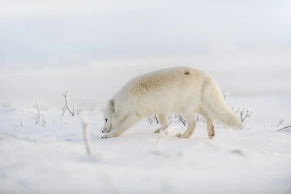 Divoká Arktická Liška Vulpes Lagopus Tundře Zimním Období Bílá Arktická — Stock fotografie