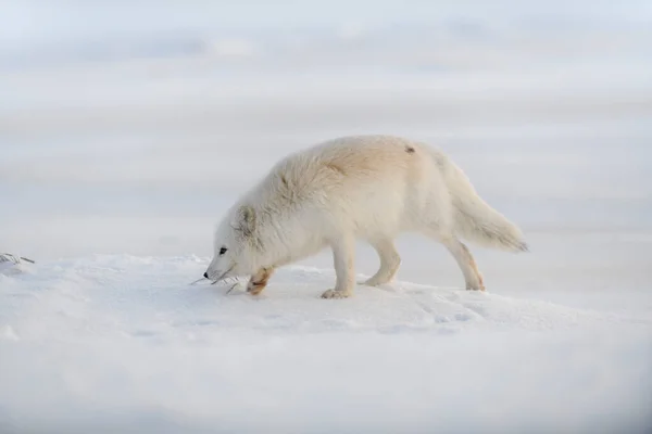 Άγρια Αρκτική Αλεπού Vulpes Lagopus Στην Τούνδρα Χειμώνα Λευκή Αρκτική — Φωτογραφία Αρχείου