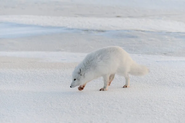 冬時間にツンドラで野生の北極キツネ Vulpes Lagopus 白北極狐 — ストック写真