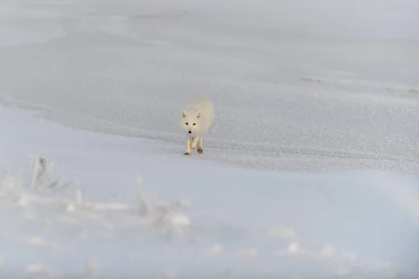 겨울에 툰드라 지역에서는 Vulpes Lagopus 서식한다 — 스톡 사진