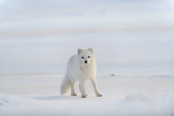 Wild Arctic Fox Vulpes Lagopus Tundra Winter Time White Arctic Royalty Free Stock Photos