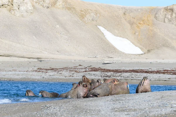 Group Walrus Resting Shore Arctic Sea — Stock Photo, Image