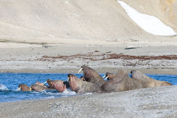 Ομάδα Θαλάσσιου Ίππου Που Αναπαύεται Στην Ακτή Της Αρκτικής Θάλασσας — Φωτογραφία Αρχείου