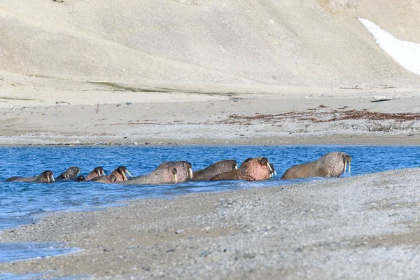 Gruppo Tricheco Adagiato Sulla Riva Del Mare Artico — Foto Stock