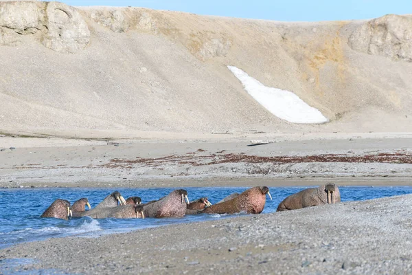 Gruppo Tricheco Adagiato Sulla Riva Del Mare Artico — Foto Stock