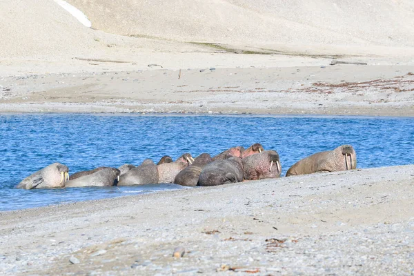 Famiglia Walrus Sdraiata Sulla Riva Paesaggio Artico — Foto Stock