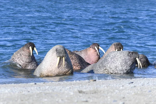 Walrossfamilie Ufer Liegend Arktische Landschaft — Stockfoto