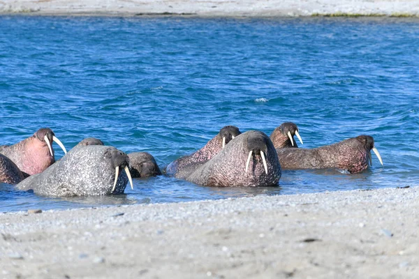 Walrossfamilie Ufer Liegend Arktische Landschaft — Stockfoto