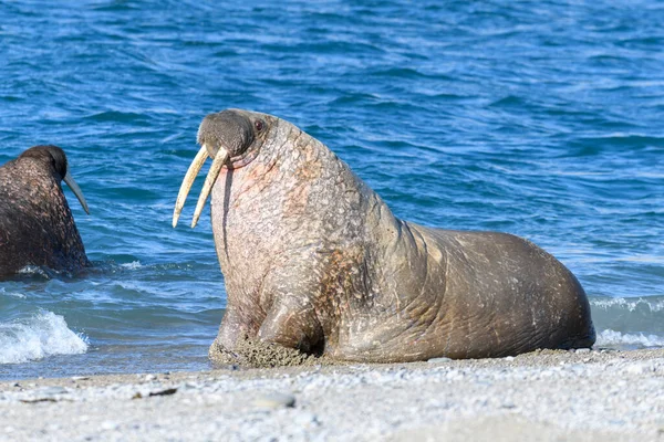 Walrossgruppe Wasser Aus Nächster Nähe Arktisches Meeressäugetier — Stockfoto