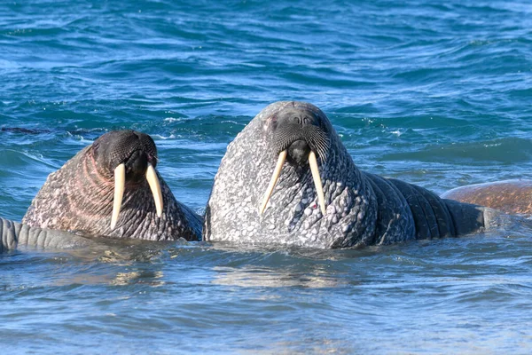 Group Walrus Water Close Arctic Marine Mammal — Stock Photo, Image