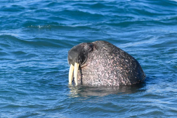 Group Walrus Water Close Arctic Marine Mammal — Stock Photo, Image