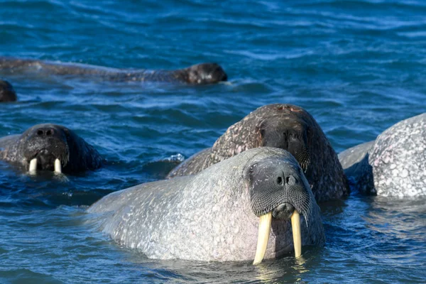 Walrossgruppe Wasser Aus Nächster Nähe Arktisches Meeressäugetier — Stockfoto