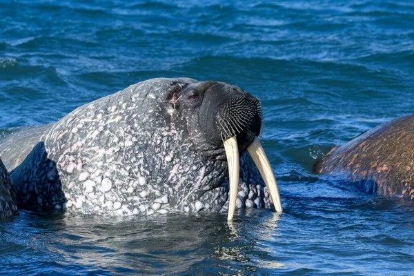 Gruppo Tricheco Acqua Vicino Mammiferi Marini Artici — Foto Stock