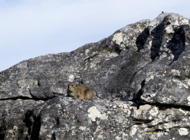 Dassie