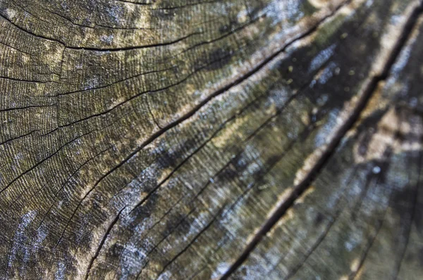 Old Wood Tree Rings Texture — Stock Photo, Image