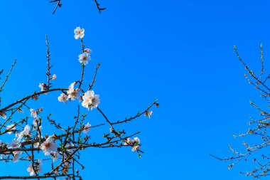 Badem çiçeği. Şubat ayında Sicilya 'da Agrigento' da badem ağacı şöleni var..