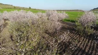 Badem ağaçları - Agrigento, Sicilya 'da çiçek açan badem ağaçları, güneşli bir günde çiçek açan badem ağaçları, mavi gökyüzü ve beyaz bulutlar. Meyve bahçesinde açan ağaçlar. Çiçek açan bir badem ağacı tarlası.