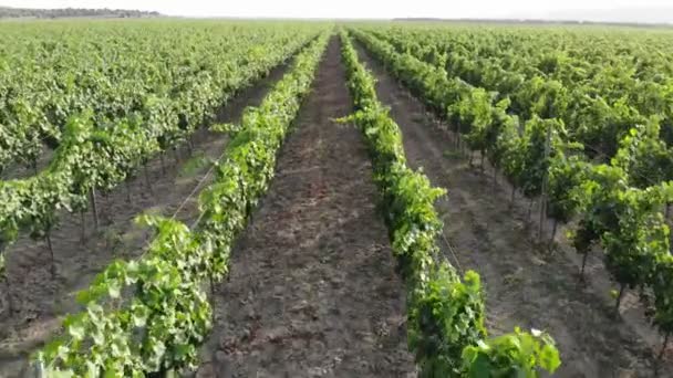 Włoski Wsi Piękne Farmy Winnice Piękny Widok Lotu Ptaka Wsi — Wideo stockowe