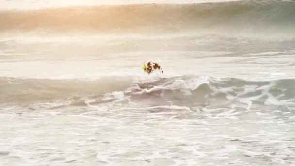 海でテニスボールをフェッチ コリー — ストック動画