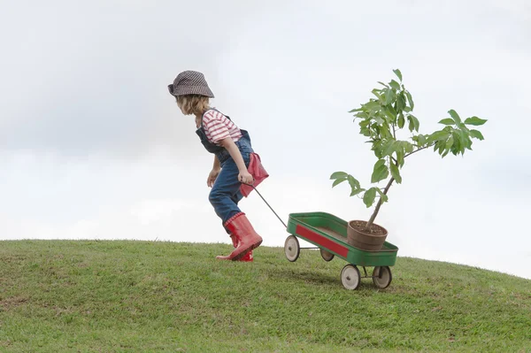 Kind dragen kar met plant — Stockfoto