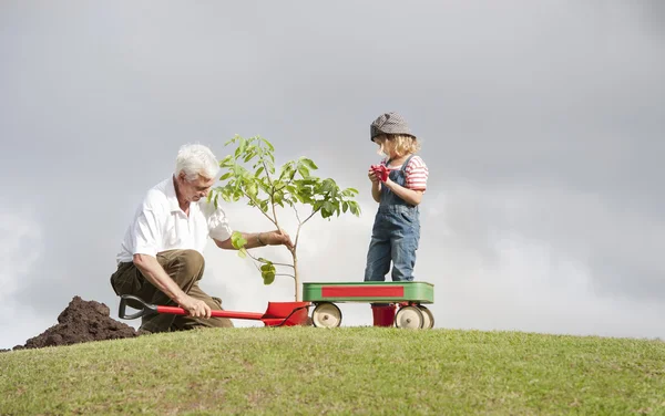 Grandfather and granddaughter plant a tree — Stock Photo, Image