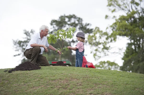Avô e neta plantam uma árvore — Fotografia de Stock