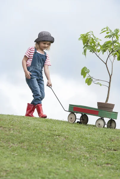 Barn redovisade vagn med växt — Stockfoto
